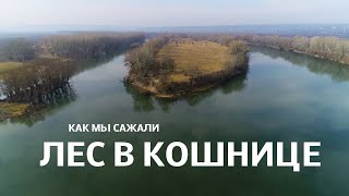 Как мы сажали лес в Кошнице