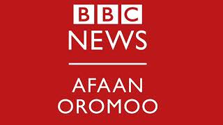 Ashamaa!
Raadiyoo BBC irraa sagantaan Afaan Oromoo galgala kanaa kunooti.