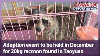 Adoption event to be held in December for 20kg raccoon found in Taoyuan｜Taiwan News