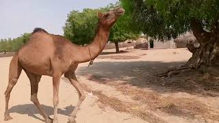 #camel #beautiful #video #viral