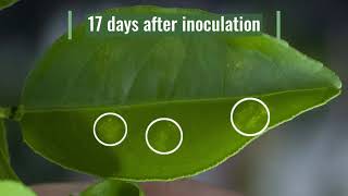 Formation of Citrus Canker Lesions