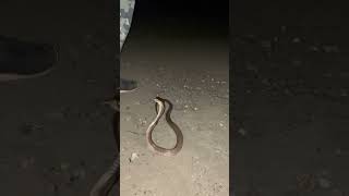 #chhattisgarh #snakerescueteam #kingcobra #newsheadlines #animals #snakehelpline #sagar_sahu_0 sagar