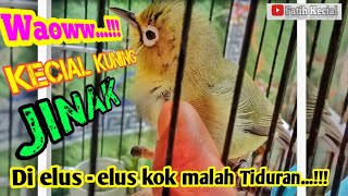 CARA MENJINA'KAN BURUNG KECIAL KUNING / DI ELUS-ELUS KOK MALAH TIDURAN..!!! #viral #trending