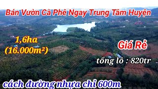 Rẻ Quá! 1,6ha Cà Phê Ngay Trung Tâm Huyện Giá Chỉ 820 Triệu|Bán Đất Đắk Nông