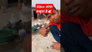 🕊️ 20km आया कबूतर है subscribe #kabutar #trending #shorts #ytshort #video #kabootar #pigeon