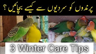 5 Winter Tips For All Birds | Budgies,Lovebirds winter care| Waseem Siddiqui | Mujeeb Birds Breeding