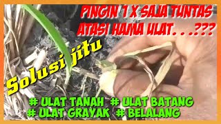 INSECTISIDA TERBAIK UNTUK HAMA ULAT TANAMAN JAGUNG||THE BEST INSECTICIDE FOR CORN PLANTS