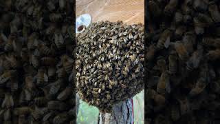 Close-up of a Honeybee Swarm | April 7, 2024 | #colesfarmnc #jacksonvillenc #beekeeping #shorts