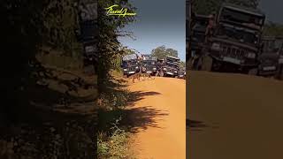 Group of  Sri Lankan Leopard 🐆📷 crossing between the safari Jeep