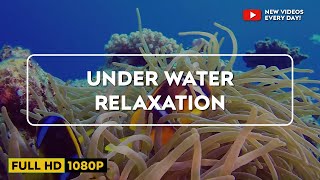 Underwater Wonders + Relaxing Music - Coral Reefs & Colorful Sea Life in HD