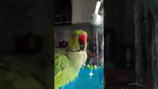 Ringneck Parrot Bathing🦜🦜💚💚 #shorts #parrot #birds #tiktok