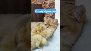 #cat #music #pets #hobby #chicken #relaxing #relax #2024 #ukraine #war  #new #game #gaming #evening