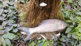 Fish video | Most Satisfying Cast Net Fishing video |  Fish catching pond by Rural Fishing area