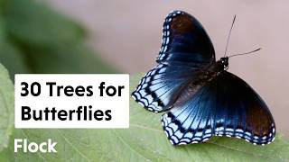 30 TREES & SHRUBS for BUTTERFLIES & MOTHS — Ep. 269