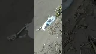 dead cats on the beach