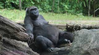 Two Female Gorillas and Baby at Bronx Zoo | August 23, 2014