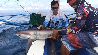 Thresher Shark auto released