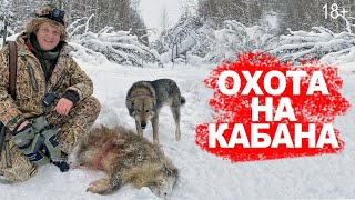 Охота на кабана монстра.  Но вышли кабанчики сеголетки