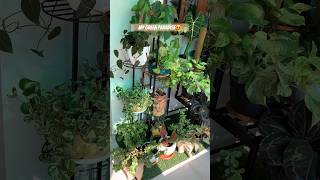 My balcony garden | indoor plants | creative decor with plants | #shorts #goa