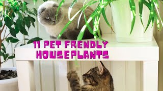 11 Pet Friendly Houseplants