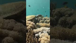 Snorkeling with turtles in Komodo, Indonesia