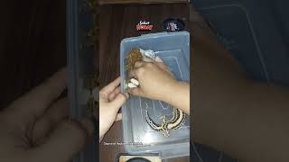 Kirain ga bakal nelor lagi #breeding #vlogs #reptiles