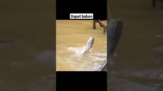 Mancing babon rengkik #mancing #mancingmania