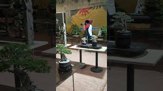 BONSAI EXHIBITION AND COMPETITION|Reynolds MotoVlog