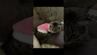 I am cat sitting my daughters cat. Ceecee. She has taken over my house and is the boss. #catvideo