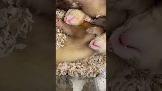 Cute Ferrets at the Pet Store are Sleepy