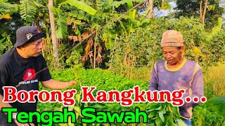 KALO BEGITU!!!.. Enakan Tanam Kangkung Ketimbang Padi Yaa???