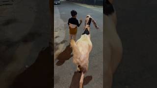 Pyara janwar #goatlove #qurbani2k24 #eidmubarak #ytshorts #Shorts