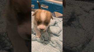 Maple as a puppy #corgis #corgipuppies #dogshorts #cutedogs #adorable