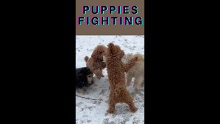 Cute Puppies Fighting #shorts #funnydoggydog #shortsvideo #youtubeshorts