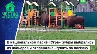 В национальном парке Угра зубры выбрались из вольеров и отправились гулять по поселку