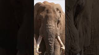 🐘🦒🦍 ANIMALES SALVAJES en Sudáfrica 🇿🇦 Safari Fotográfico en el Parque Nacional Kruger #shorts