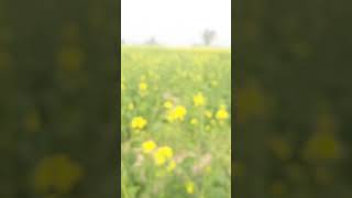 khet #short #viral #shortvideo #youtubeshorts #trending #videoshorts