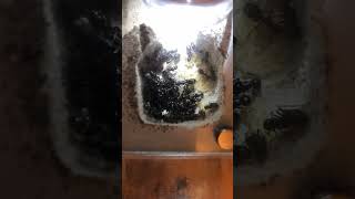 Timelapse of the Inner workings of a Carpenter ant nest