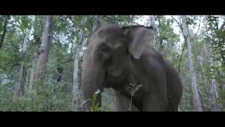 Elephant Volunteer Project, Laos