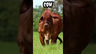 cow #shorts #viral #trending