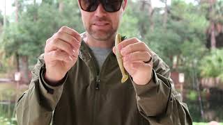 Great Swimbait Rigging Method