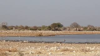 Who is the king of the savannah? Chi è il re della savana?