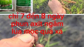 chỉ 7 đến 8 ngày, nhữ cơi bằng axit ngâm giống, lên quá xá.#nguyễnngào