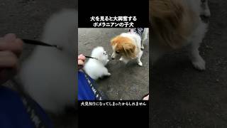 犬見知りになる原因を作ってしまったことを後悔しています