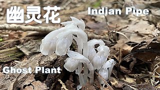 野生水晶蘭 Indian pipe, 这种帶着神秘色彩和传说的幽灵花（冥界之花）又有哪些功效呢? 它真的像傳說中那麼神奇嗎？