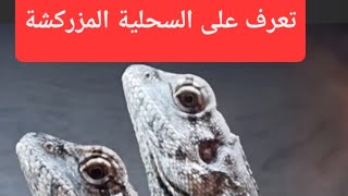 تعرف على السحلية المزركشة 🐍 🐍 🐍,