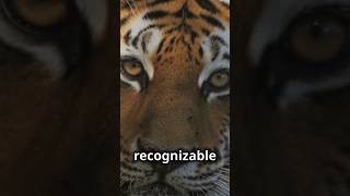 Tigers are large, powerful, and agile cats with several notable characteristics. #tigerheroes