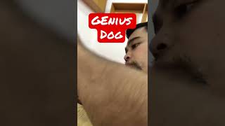 SMART DOG sa Coffe Shop #shorts #shortvideo