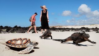 Sea Turtles & Marine Iguanas: Galápagos Islands Part 4