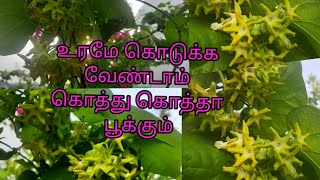 மாடித்தோட்டத்தில் கொடி சம்பங்கி வளர்ப்பு /String Green Sampangi /Tonkin Jasmine Grow Tips